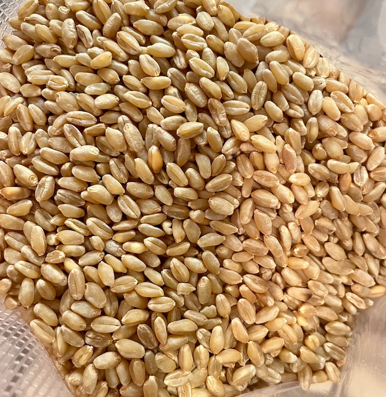 May include: A close-up view of a bag filled with raw wheat kernels. The kernels are a light brown color and have a slightly rough texture.