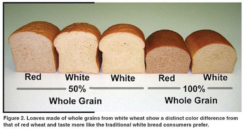 May include: Five slices of bread showing the difference in color between white bread made with 100% white wheat and bread made with a mix of white and red wheat. The slices are labeled "Red", "White", "White", "Red", and "White". The percentage of whole grain is indicated below each slice: 0%, 50%, and 100%.