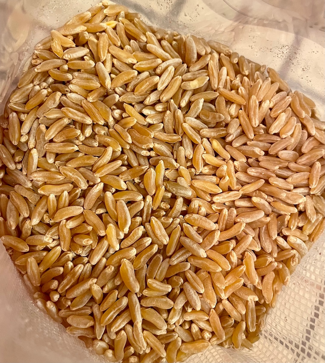 WHEAT BERRIES KAMUT Organic Wheat Berries Etsy