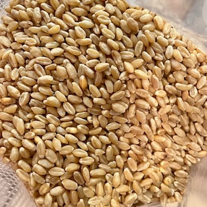 May include: A close-up view of a bag filled with raw wheat kernels. The kernels are a light brown color and have a slightly rough texture.