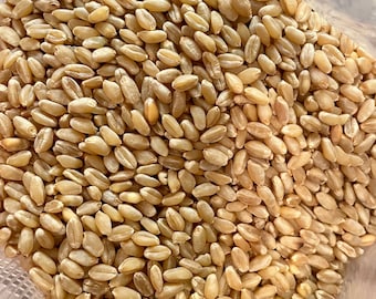 May include: A close-up view of a bag filled with raw wheat kernels. The kernels are a light brown color and have a slightly rough texture.