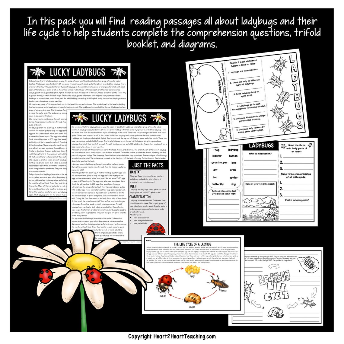 Ladybug Life Cycle Activity Pack: Craft & Worksheets (digital Download ...
