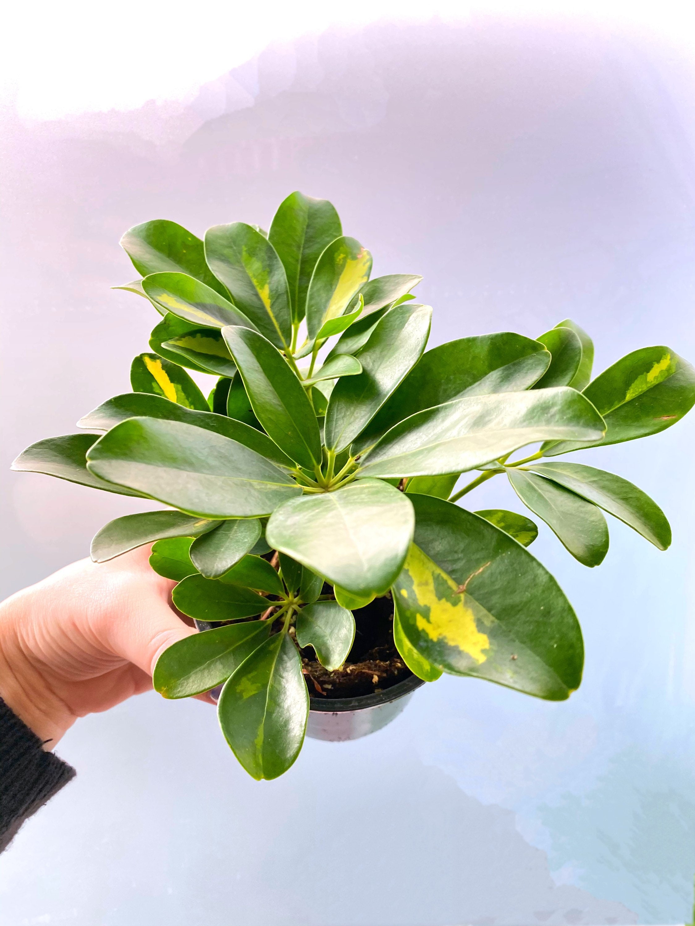 4 Schefflera Arboricola Variegated Dwarf Umbrella Tree Etsy