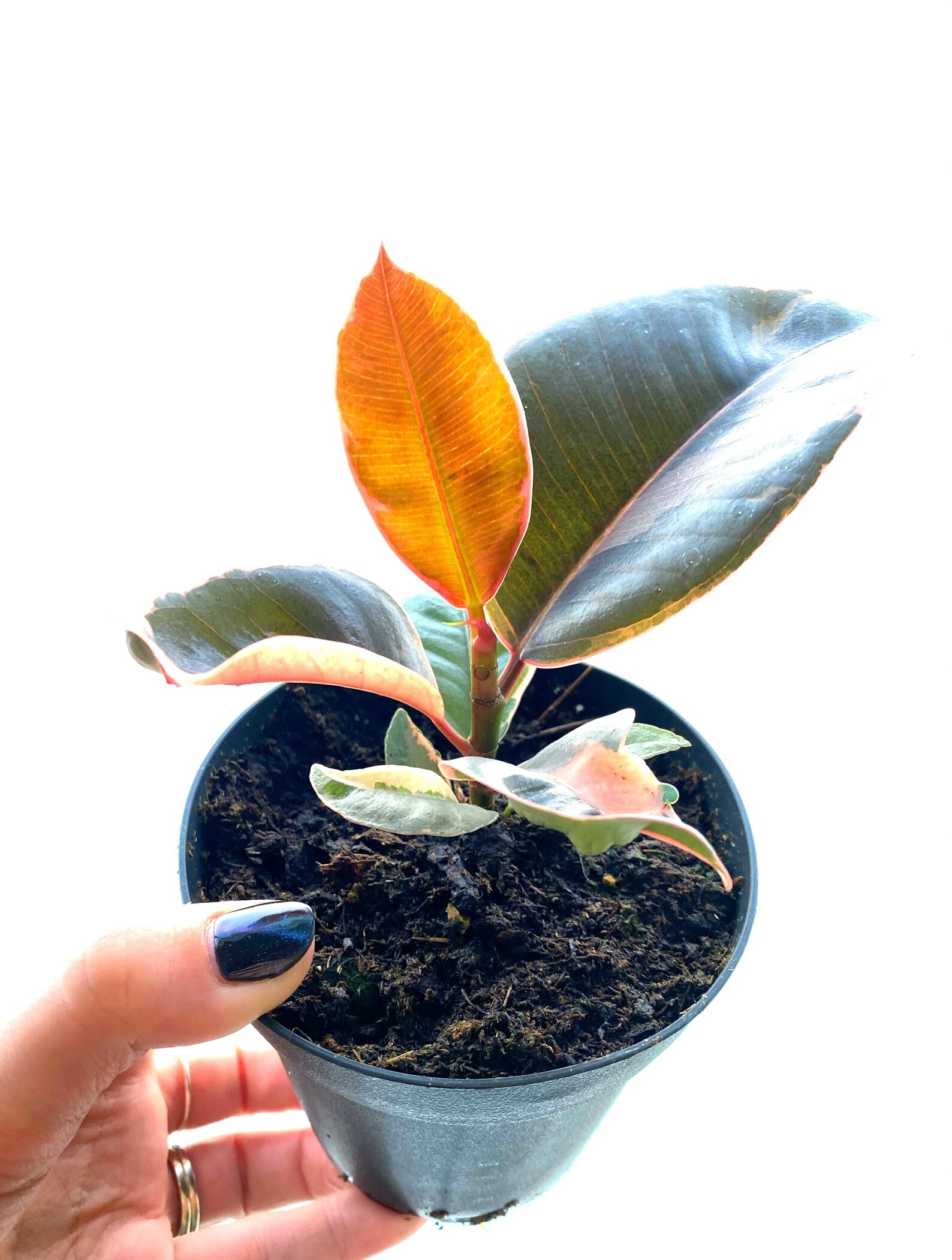 4 Ficus Decora Ruby Pink Rubber Tree LIVE PLANT Etsy