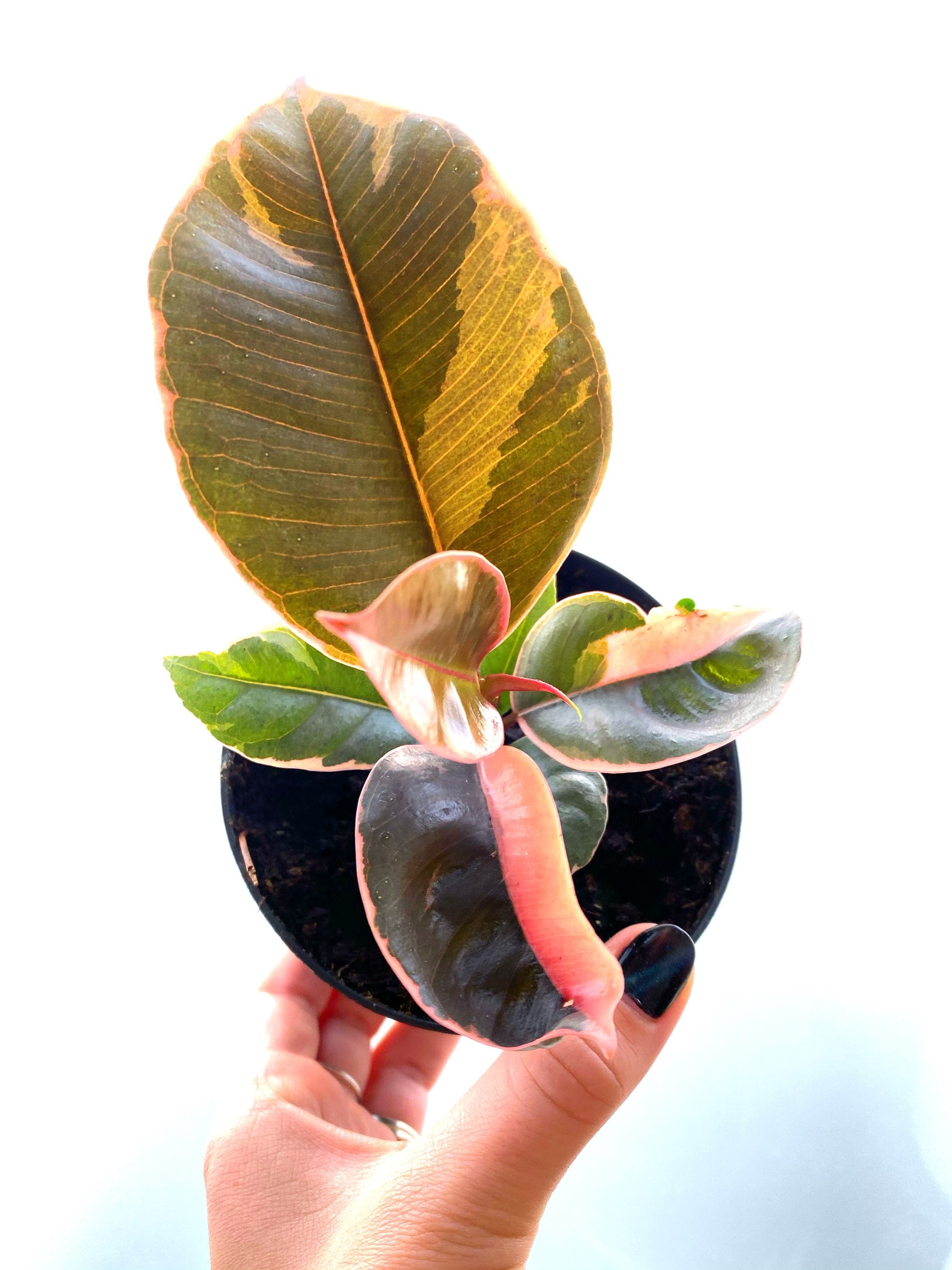 4 Ficus Decora Ruby Pink Rubber Tree LIVE PLANT Etsy