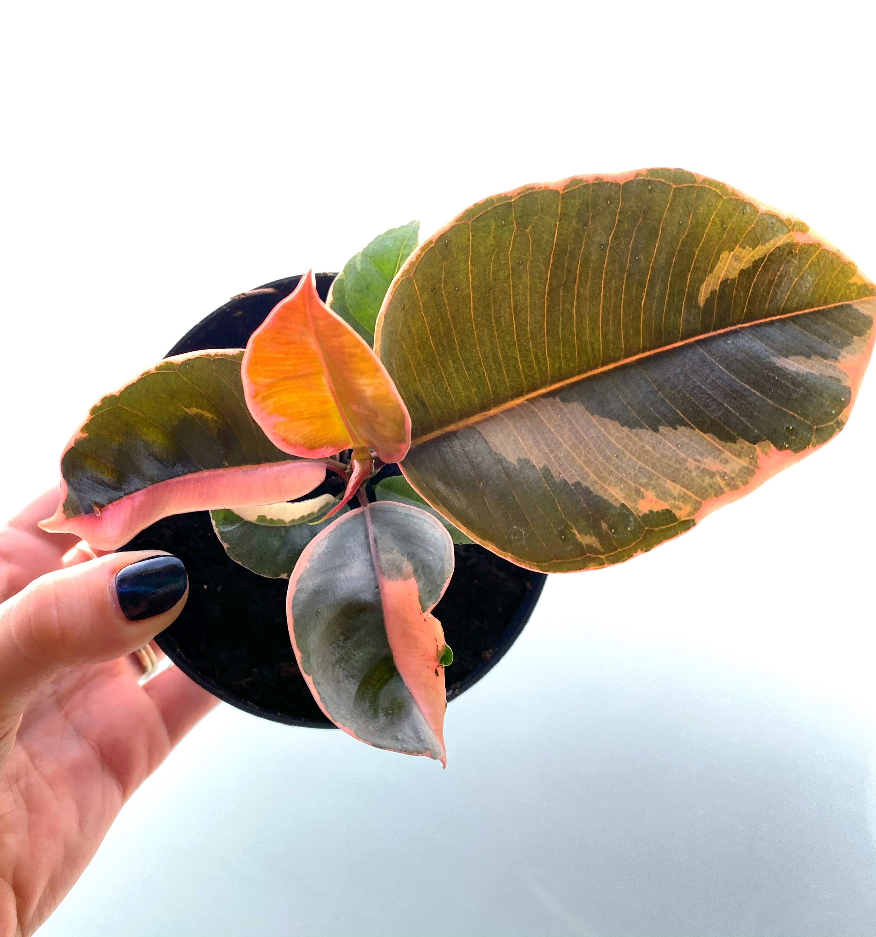 4 Ficus Decora Ruby Pink Rubber Tree LIVE PLANT Etsy