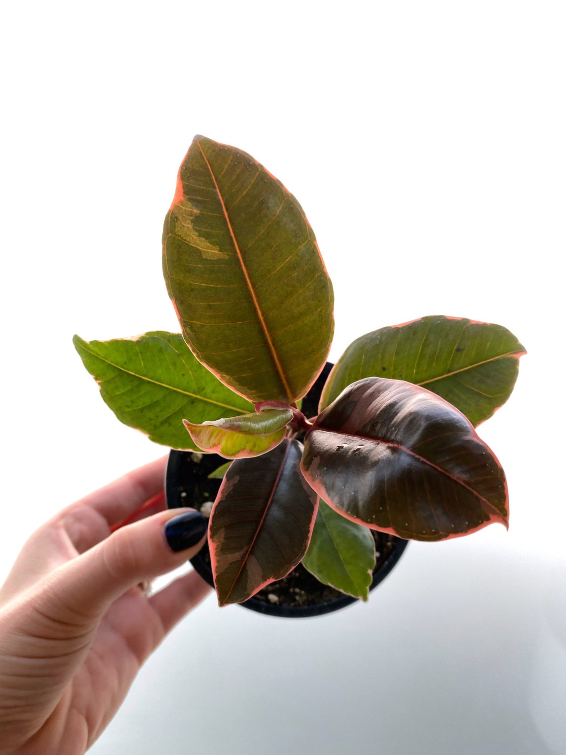 4 Ficus Decora Ruby Pink Rubber Tree LIVE PLANT Etsy