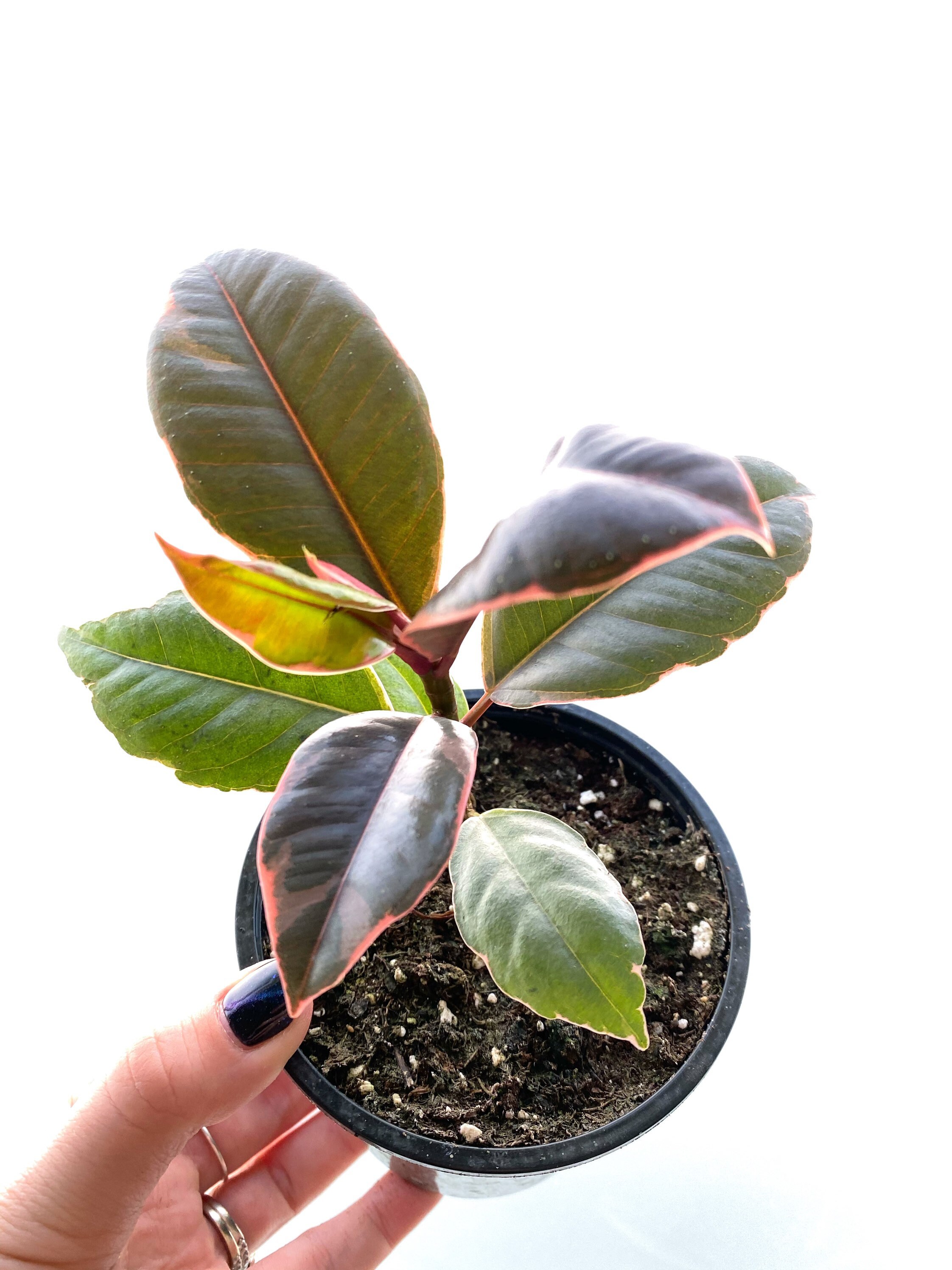 4 Ficus Decora Ruby Pink Rubber Tree LIVE PLANT Etsy