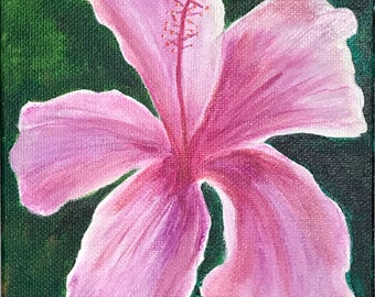 Pink Hibiscus