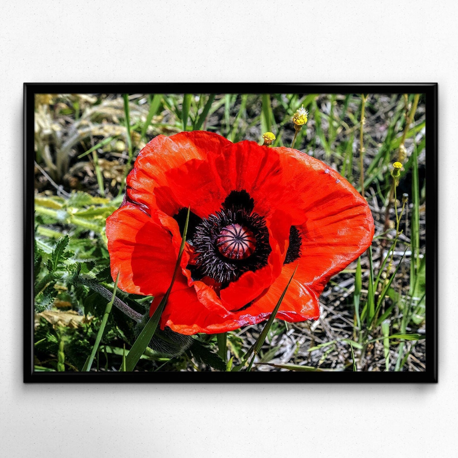 Wall Art Print Lovely Red Poppy Closeup Interior Decor Etsy