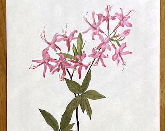 Vintage Floral Wall Art, Antique Botanical Print of Pink Azaleas, Wild Flower Art, Botanical Pictures, Old Lithographs