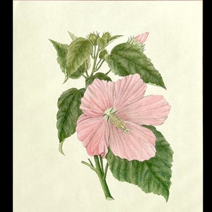 Rose Mallow Botanical Vintage Lithograph: Mid-Century Wildflower Wall Art for Unique Home Decor