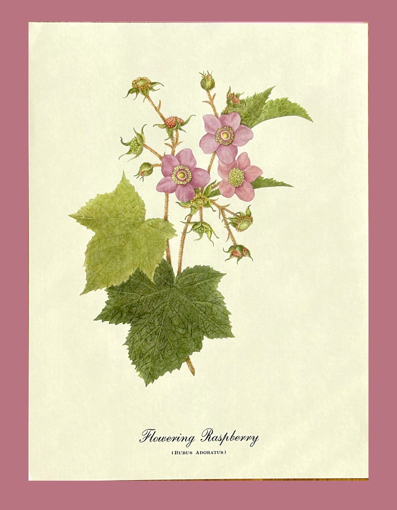 Botanical Lithograph: Flowering Raspberry Vintagewall Art - Antique ...