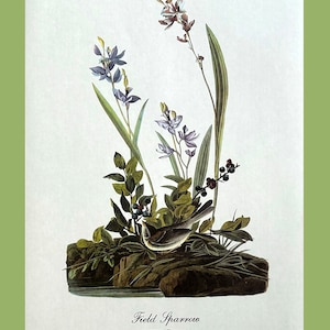 Field Sparrow Art Vintage Lithograph by John James Audubon