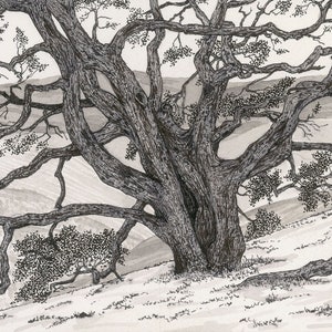 SCRAGGLY TREE is a print of an original drawing of an old scraggley tree with a ring side seat to the beautiful Sonoma County farmlands.