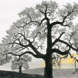 OAKS AT SUNSET is an original pen and ink Giclee archival ink print of two beautiful Californian oak trees as day comes to an end.