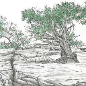 TENACIOUS is an original pen and ink Gliclee Archival ink print of a tenacious Juniper tree clinging to rock at Capitol Reef National Park.