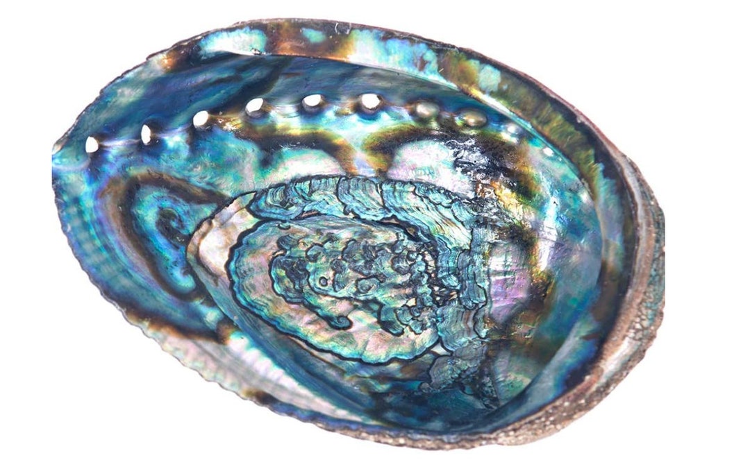 Abalone Shell Smudging Bowl Seashell Incense Burner 5 - 6 Inches - Etsy