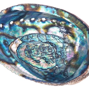 Abalone Shell Smudging Bowl Seashell Incense Burner 5 - 6 inches