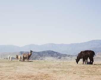 Llamas in the Distance Print