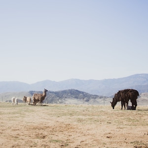 Llamas in the Distance Print