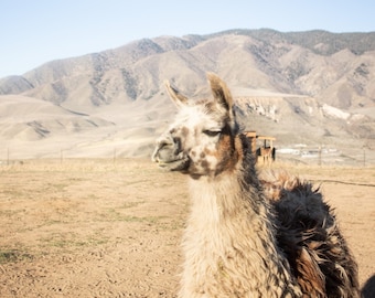 Llama on Farm Print