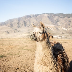 Llama on Farm Print