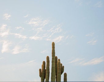 Lone Cacti Cactus Poster