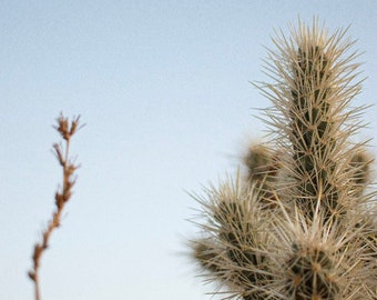 Dessert Cactus Sunrise Poster