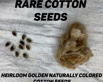 Cotton seed market price today