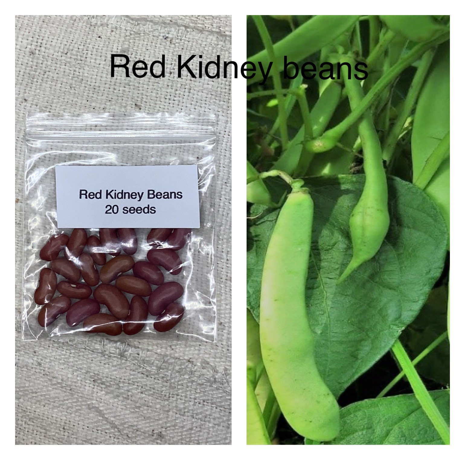 20 Red kidney beans Seeds Non GMO Backyard Garden starter Etsy