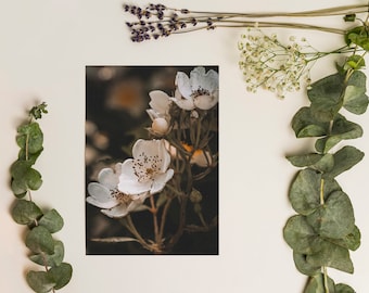 Floral Postcard 5x7 | Nature Photography Postcard | Wall Art | Flower Notecard | Correspondence | Photography Print | Wild Flowers Gift