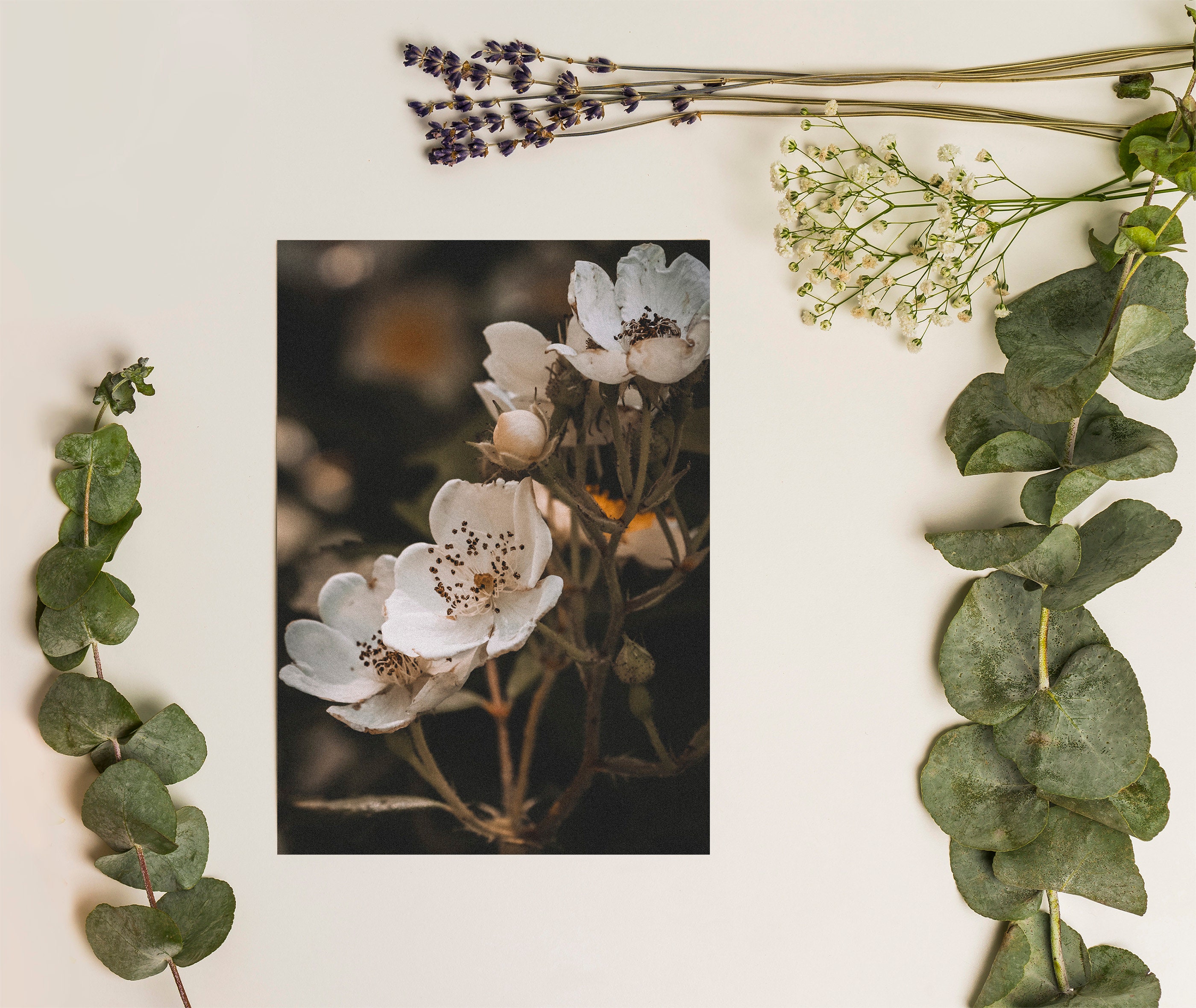 Floral Postcard 5x7 | Nature Photography Postcard | Wall Art | Flower Notecard | Correspondence | Photography Print | Wild Flowers Gift
