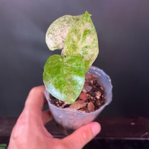 Variegated Alocasia Camouflage