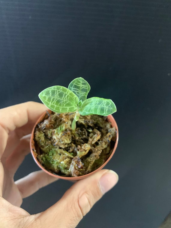 Macodes Petola Lightning Jewel Orchid Etsy