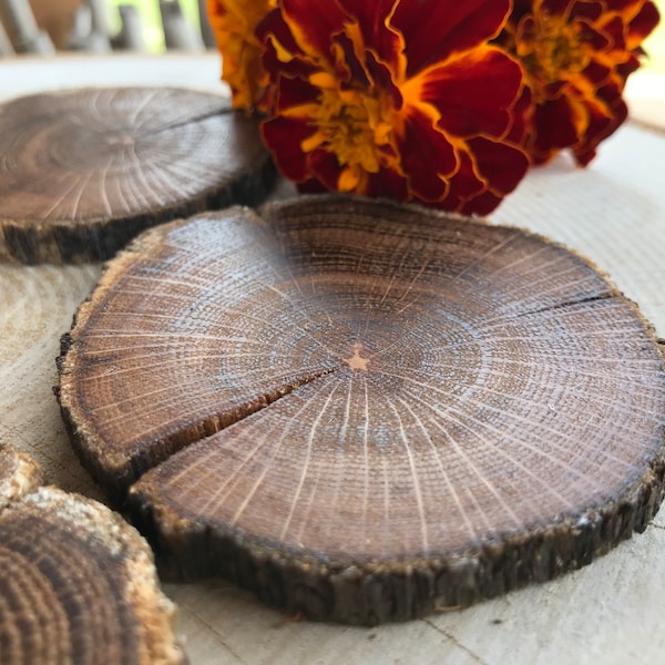 20 Oak Wood slices. Rustic wood slices