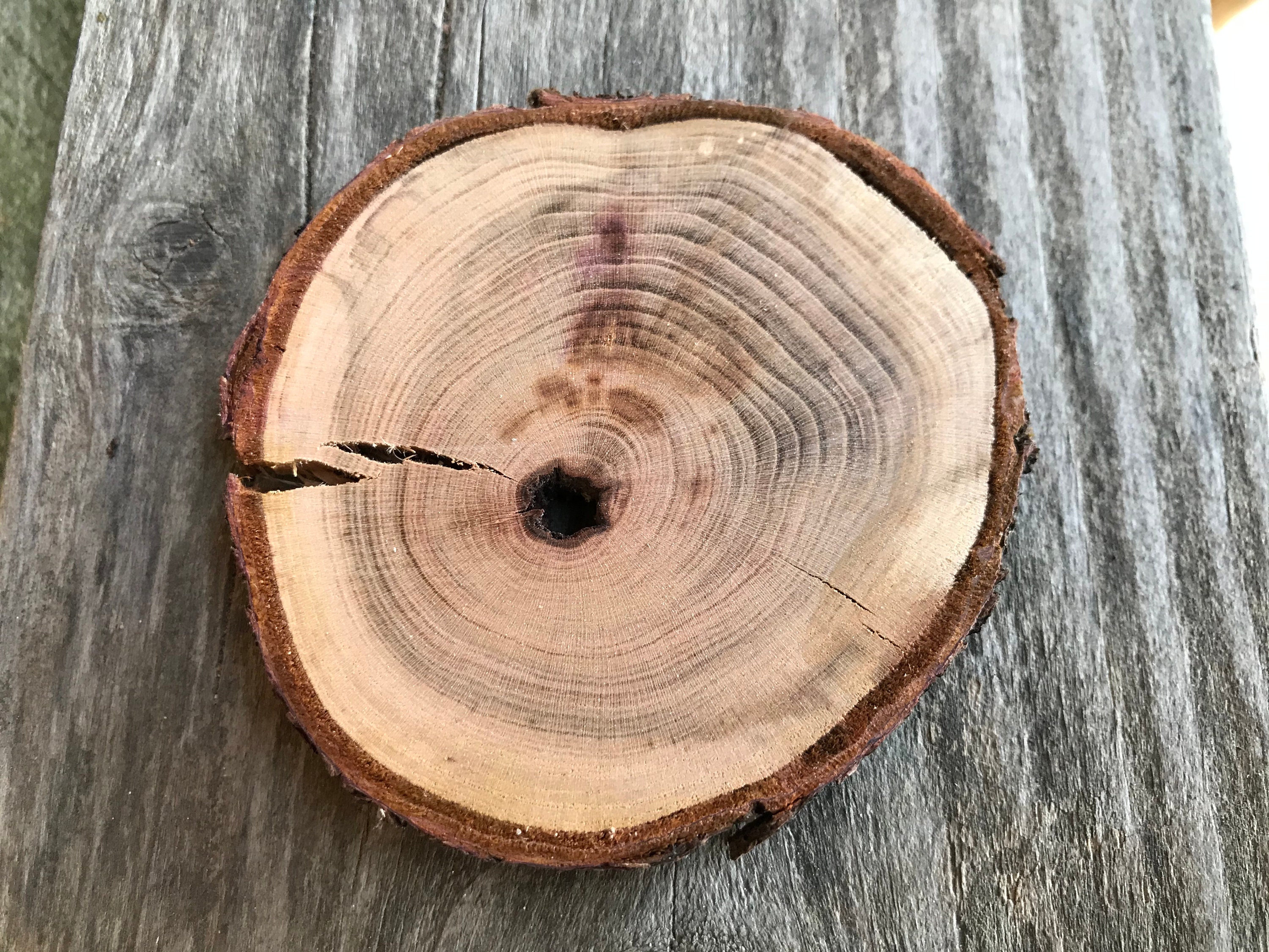 Set of 200 Various Sized Natural Wood Slices Natural Wood Etsy