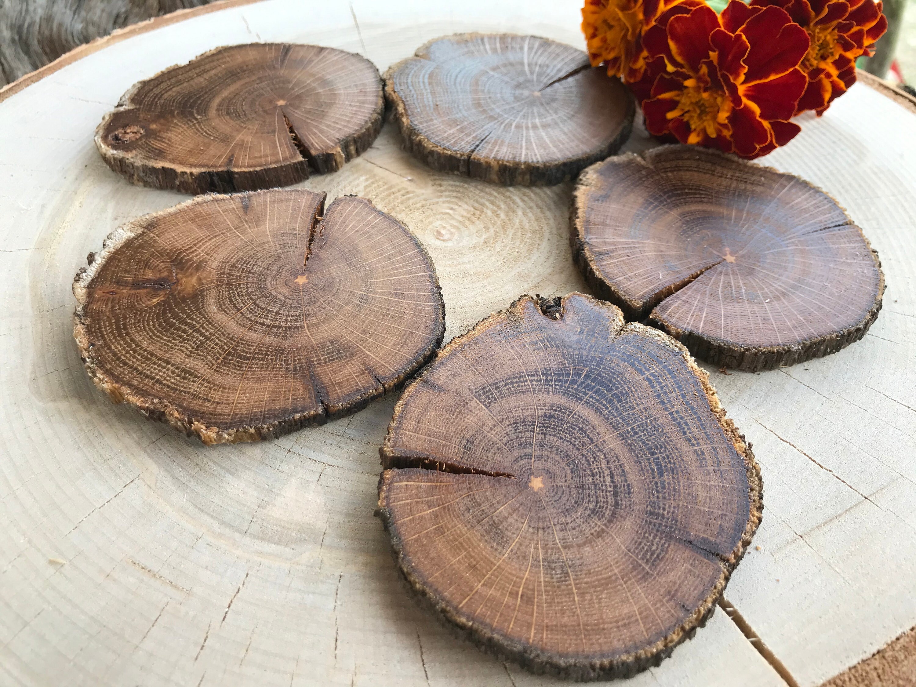 20 Oak Wood slices. Rustic wood slices Etsy