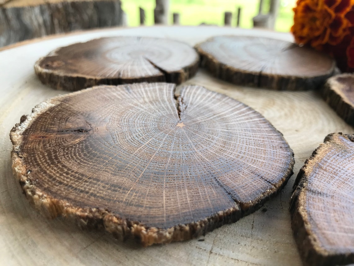 20 Oak Wood slices. Rustic wood slices Etsy