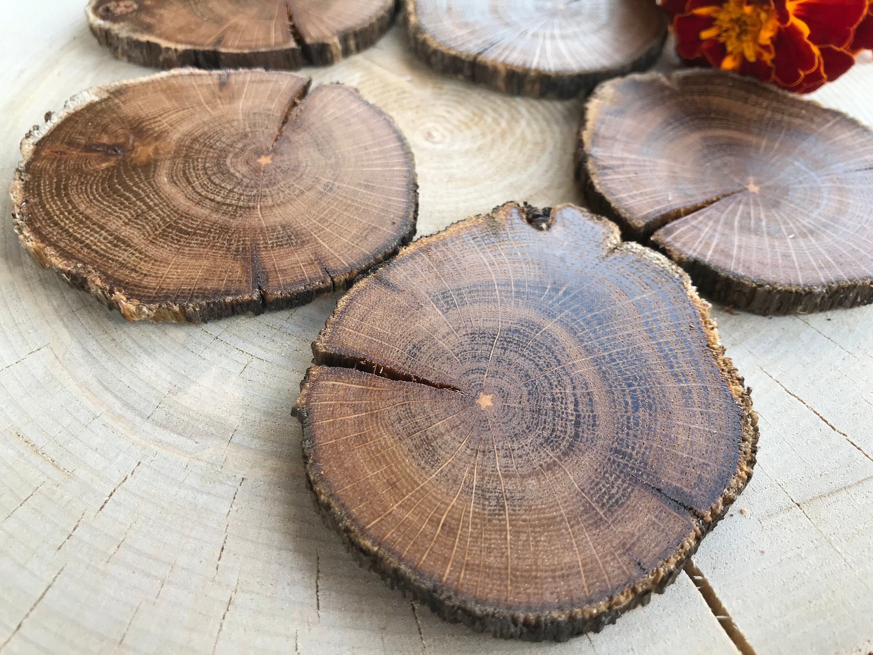 20 Oak Wood Slices. Rustic Wood Slices Etsy