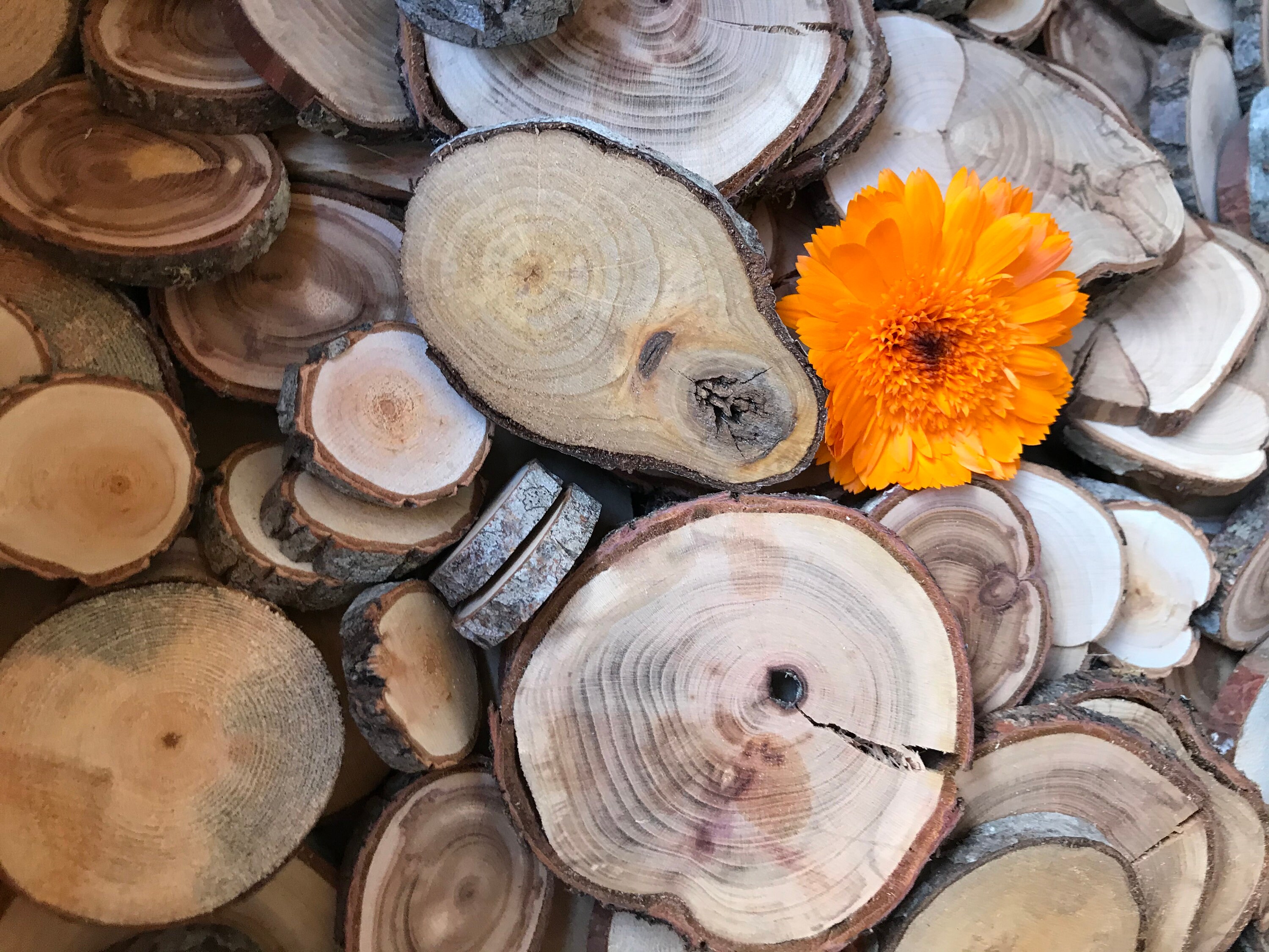 Set of 200 Various Sized Natural Wood Slices Natural Wood Etsy