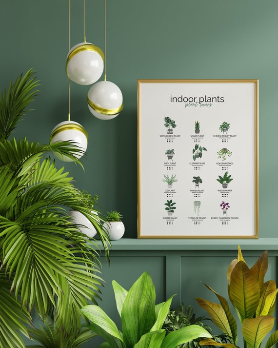Plant Guide | Pflanzenposter | Pflanzen Guide | Monstera Print | Botanical | Illustration | Pflanzenpflege | Plant Print | Wanddekoration