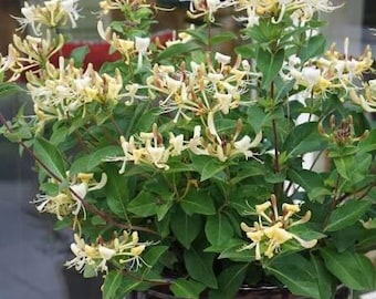 Bebé de miel de madreselva: enana, fragante y absolutamente encantadora.