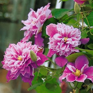 Clematis - Double Pink Flowering Vine Plant - Lavender Pink - Piilu ...