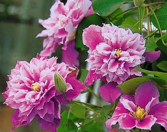 Clematis - planta trepadora de doble floración rosa - rosa lavanda - piilu / patito - fénix de primavera - planta viva