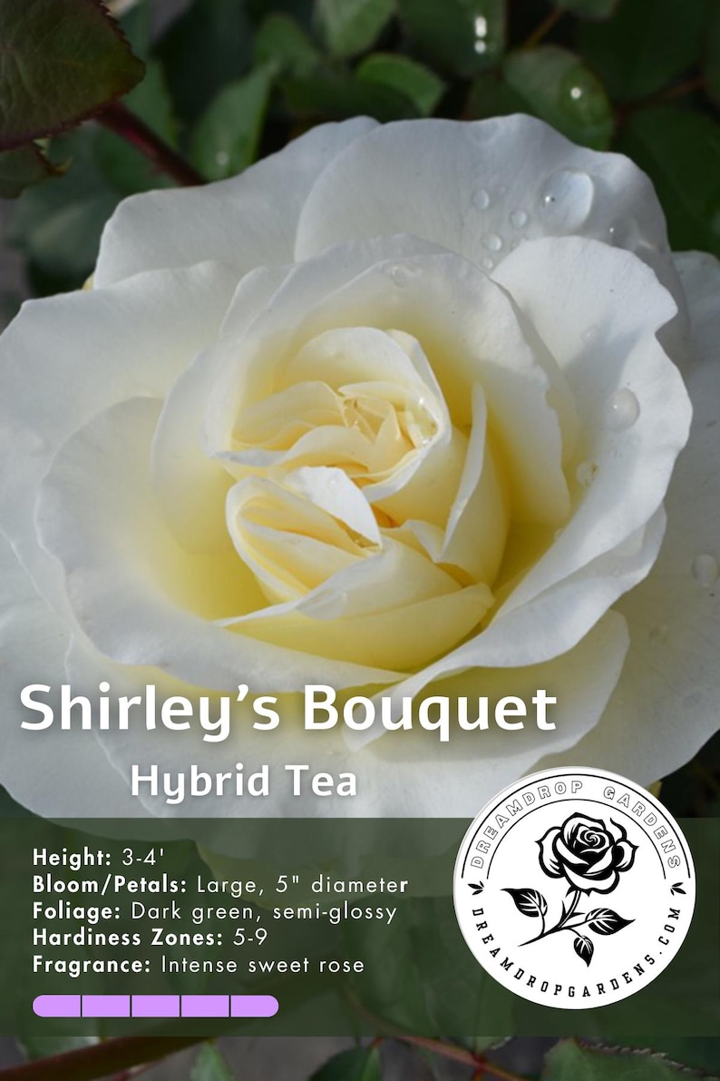 RealmdropCommerce Shirley's Bouquet - Thumbnail 2