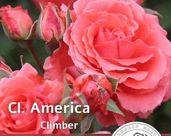 Rose grimpante parfumée d'Amérique - couleur corail rose