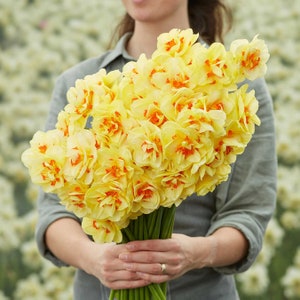 May include: A large bouquet of yellow daffodils with orange centers. The flowers are held by a person wearing a gray shirt. The background is filled with more out-of-focus white flowers.