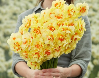 Narciso grande de doble flor naranja y amarillo Bulbos de flores esponjosas - Sun Fluffle