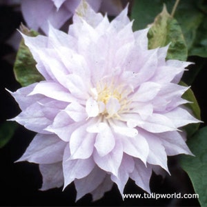 Clematis - double bloom silver - Cinderella's ball